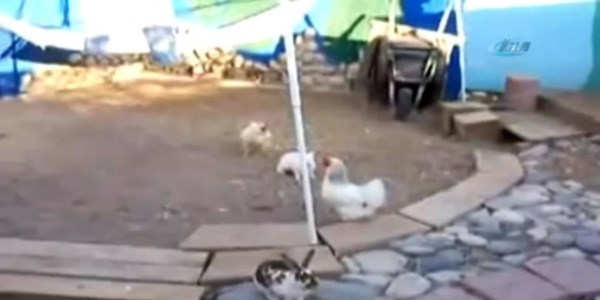 Asayiş, tavuk polislerle berkemal/ Video