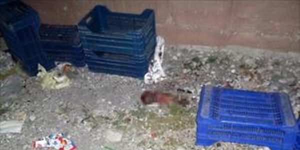 Kedi ve k�pekler taraf�ndan par�alanan bebek cesedi bulundu