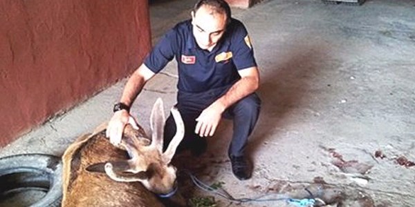Tosya'da yaral� geyik bulundu
