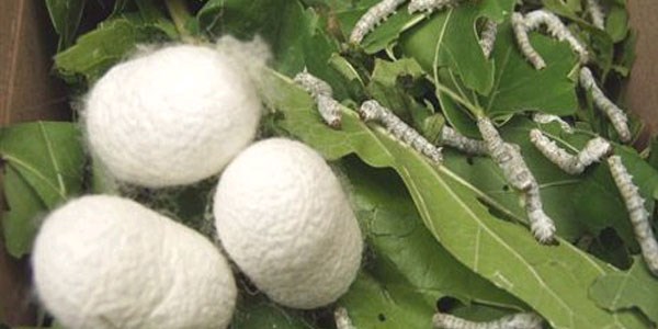 Bursa ipe�i eski g�nlerine kavu�uyor