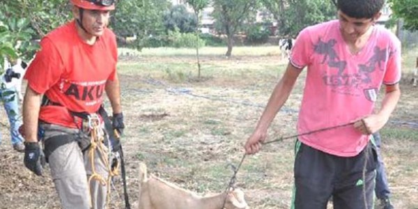 Kuyuya düşen oğlağı akut kurtardı
