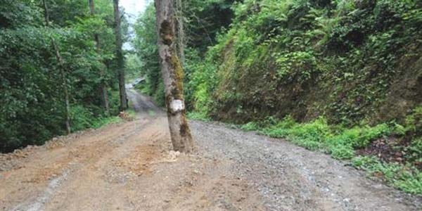 Ağacı kesmeye kıyamadılar, yol ortasında bıraktılar