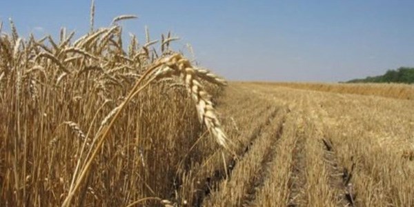 Tarlalar 20 d�n�mden  daha k���k olmayacak