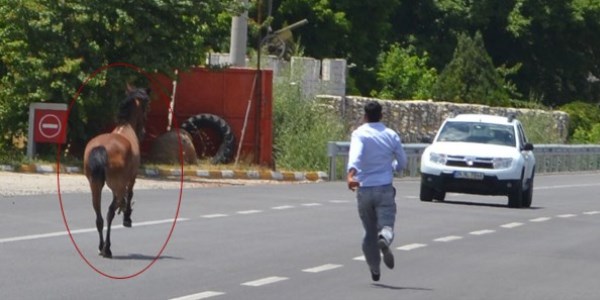 Kaçak at trafiği felç etti