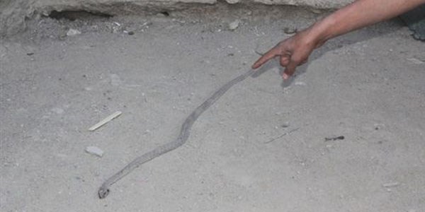 Yılanlar toprak evi mesken tuttu