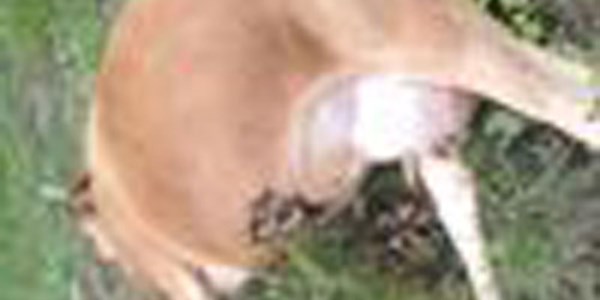 Elektrik telinin �zerine d��t��� inek telef oldu