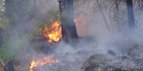 Hatay'daki orman yang�n�