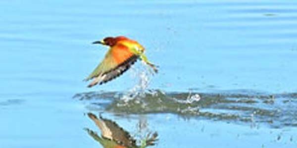 Arı Kuşları Dicle Nehri'nde serinliyor