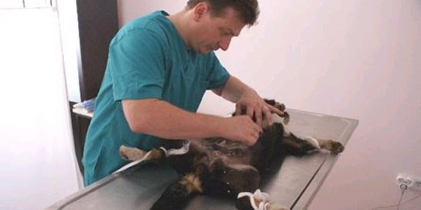 Belediye Veteriner İşleri Birimi sokak hayvanlarının kısırlaştırma operasyonlarına başladı