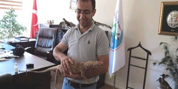 Cizre'de 1 metrelik dev kertenkele bulundu