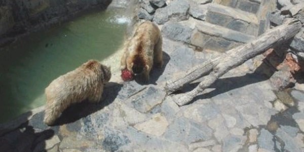 Sıcaktan bunalan hayvanlar su ve meyve kokteyliyle serinliyor