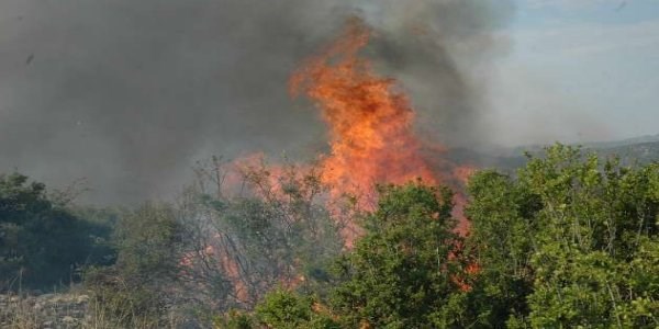 10 Hektarl�k �al�l�k alan k�l oldu