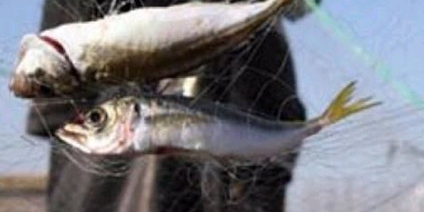 Av yasağında balıkçı tezgahlarını çiftlik balıkları süslüyor