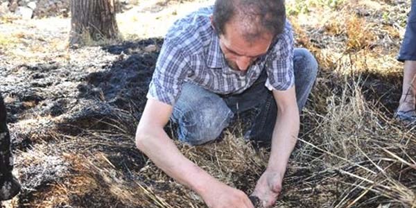 Otluk alanda çıkan yangında, yavru kediler telef oldu