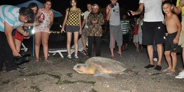 Caretta carettalar yumurtlamak için çalış plajı'nda