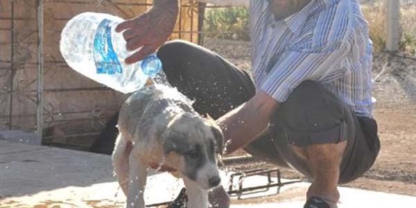 Sıcaklar köpekleri de etkiledi