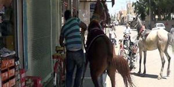 Ceylanp�nar'da zab�ta ile at arabac�lar aras�nda gerginlik