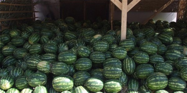 Karpuz fiyatları Ramazan'da el yakacak