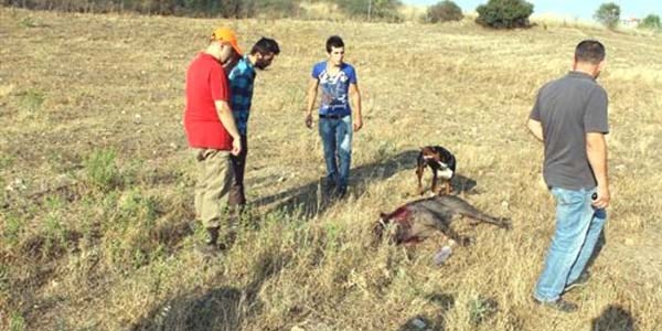 Bilecik'te domuzlar �ehir merkezine indi