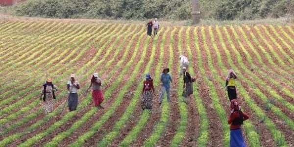 Çocukların cehennem sıcağında ekmek mücadelesi