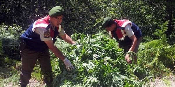 Jandarma 7 bin kök hint keneviri ele geçirdi