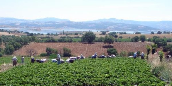 Meyve deposu Manisa'dan 25 ülkeye ihracat yapılıyor
