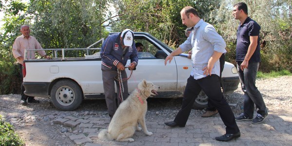 Evlerinin �n�nde oynayan �ocu�a Sibirya Kurdu sald�rd�