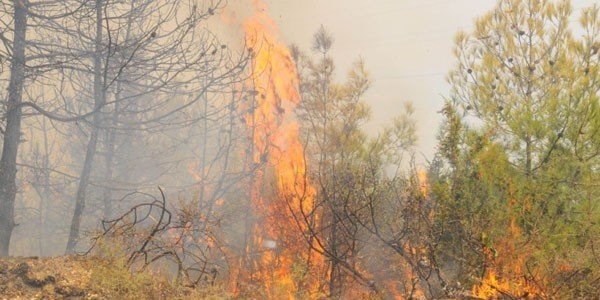 �akmakla �nce elini, sonra 100 d�n�m araziyi yakt�