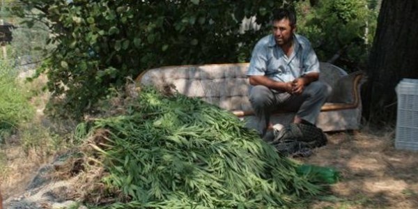 Diktiği Hint kenevirini kendi eliyle söktü