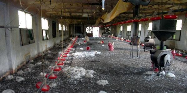 Elektrik kesildi, 2 bin 500 tavuk sıcaktan telef oldu