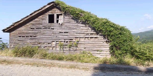 İnebolu'da sarmaşık kaplı ev ilgi çekiyor