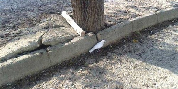 Beyaz renkli karga tek ba��na
