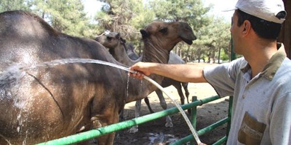 Maymunlar dondurmaya, ay�lar dondurulmu� meyve kokteyline bay�l�yor