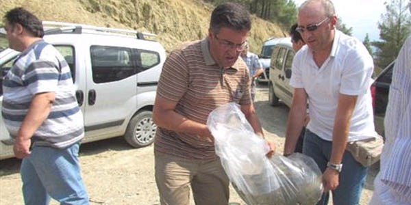 Boyabat'ta göletlere 60 bin sazan yavrusu bırakıldı