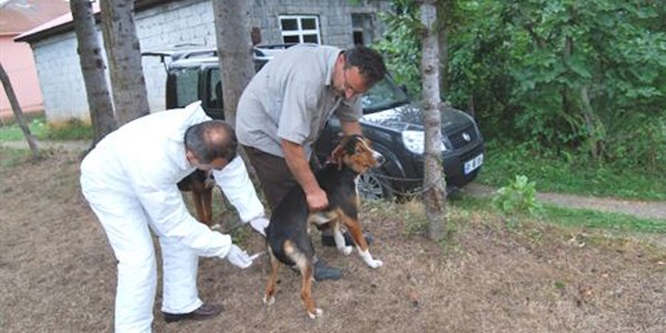 Trabzon'daki kuduz vakası