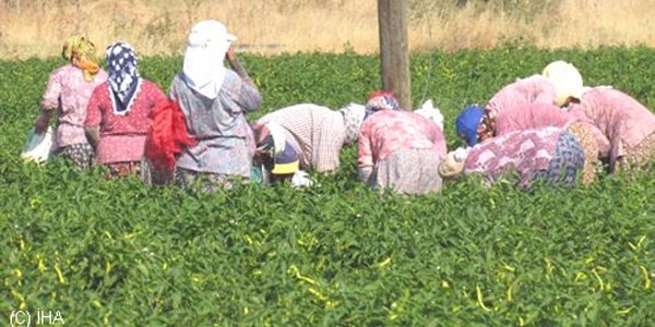 30 lira için tarlada 40 derece sıcağa meydan okuyorlar