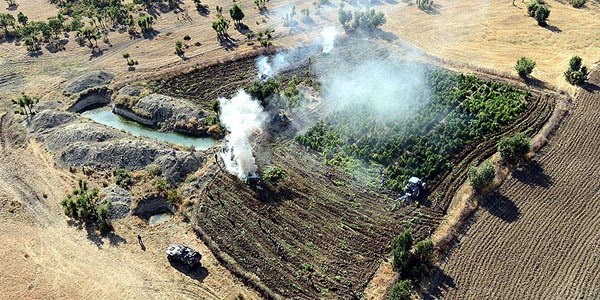 Diyarbakır'da 5.4 milyon kök Hint keneviri imha edildi