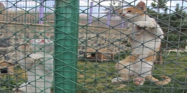 Erzurum'da artık kedilerinde bir evi var