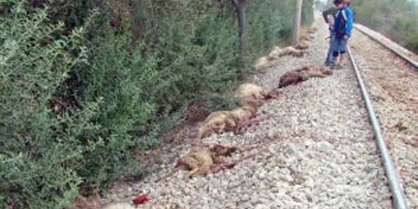 Erzurum'da yük treni koyun sürüsüne daldı
