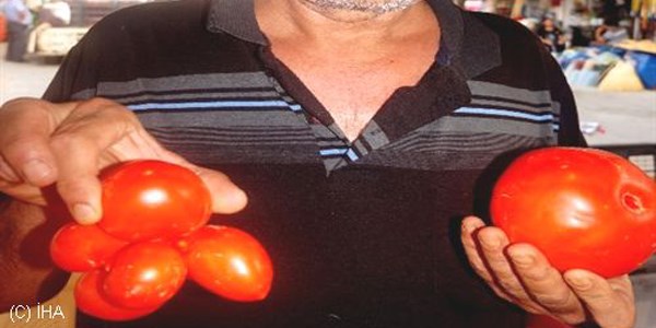 Sar�g�l'de 'sekiz ikiz' domates ilgi oda�� oldu