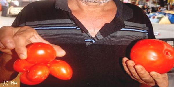 Sargl'de 'sekiz ikiz' domates ilgi oda oldu