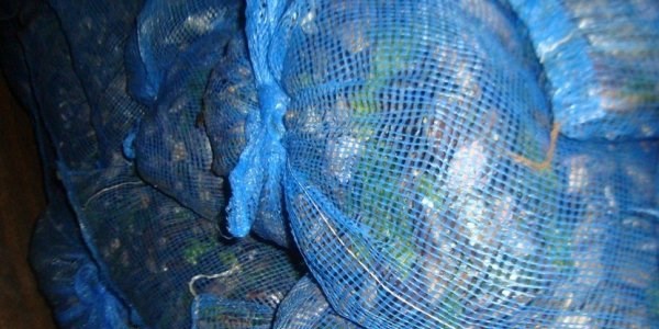 1 kamyon dolusu kaçak midye ele geçirildi