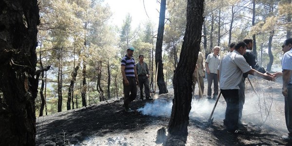Sigara izmariti 3 hektar ormanı yaktı