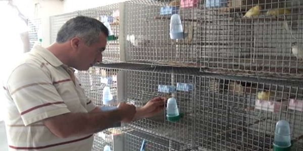 Okul müdürü terasda 150 kanarya besliyor
