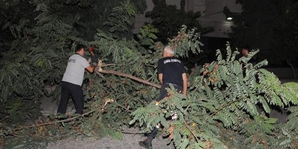 Devrilen ağaç yolu kapadı