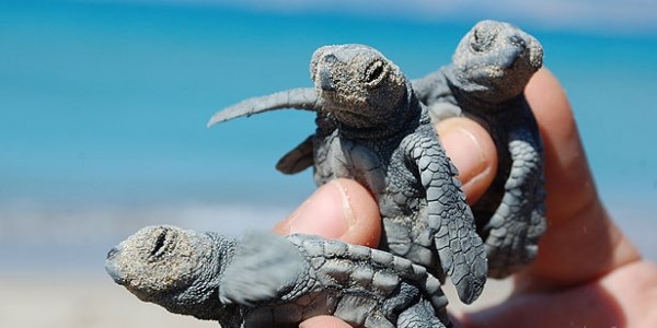 Yavru caretta carettalar denizle buluştu