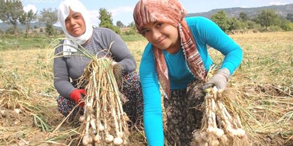 Okul harçlığını sarımsaktan çıkarıyor