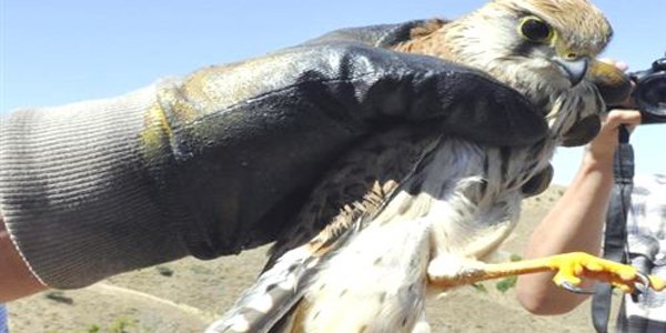 Elazığ'da bulunan casus kuş, İsrail'den gelmiş