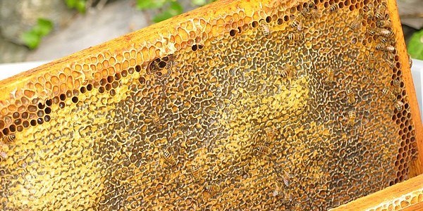 Ayder bal�n�n kilosu 300 lira