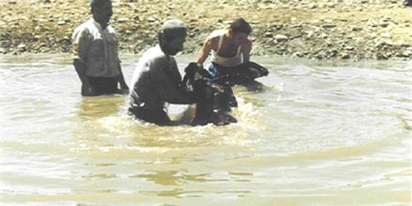 Hayvanlarda s�t verimini art�rmak i�in nehir banyosu